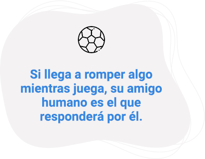 Si llega a romper algo mientras juega, su amigo humano es el que responderá por él.