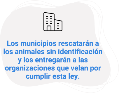 Los municipios rescatarán a los animales sin identificación y los entregarán a las organizaciones que velan por cumplir esta ley.