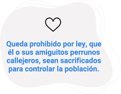 Queda prohibido por ley, que él o sus amiguitos perrunos callejeros, sean sacrificados para controlar la población.