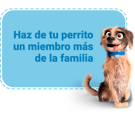 Haz de tu perrito un miembro más de la familia