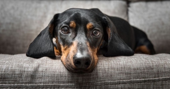 Cómo saber si un perro está deprimido