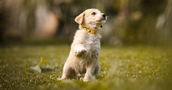 ¿Cómo educo a un cachorro?