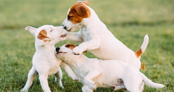 Los mejores nombres para cachorros