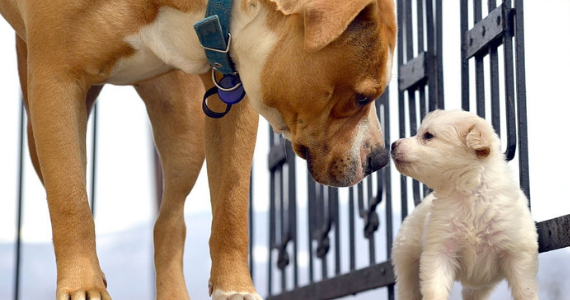 ¿Cómo presentar un cachorro al perro adulto?