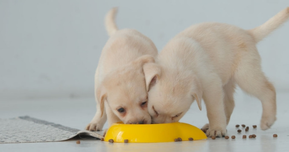 ¿Cuándo cambiar el alimento de cachorro a adulto?