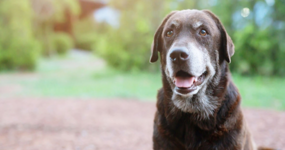 ¿A qué edad mi perro es senior?