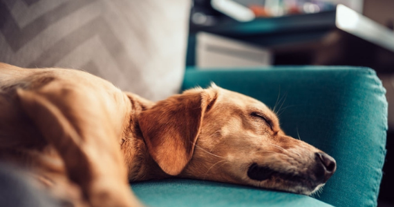 ¿Cómo detectar el síndrome de disfunción cognitiva canina en perros seniors?