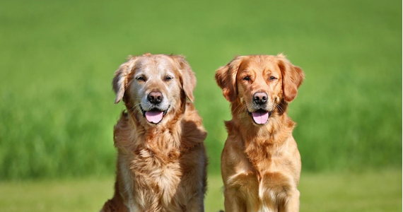 Enfermedades más comunes en perros Senior y cómo prevenirlas