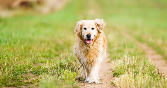 ¿Qué es el enriquecimiento ambiental para perros de edad avanzada?
