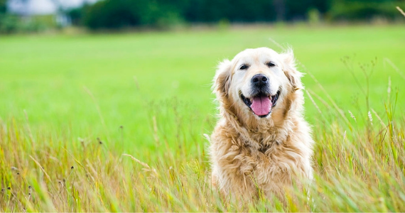PARTE II. ¿Qué enfermedades son frecuentes en perros senior?