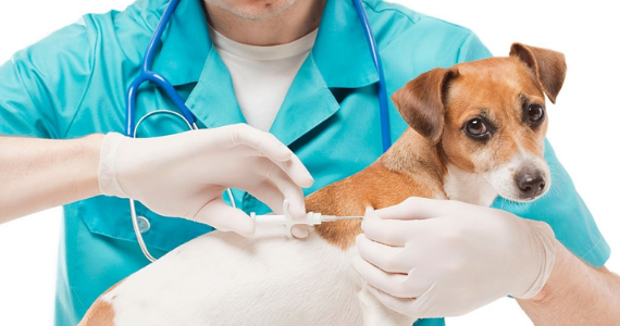 ¿Cómo elegir el Médico Veterinario para tu perro?