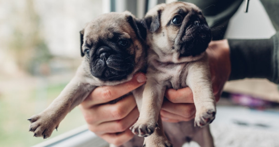 ¿Cómo cuidar a un cachorro recién nacido?