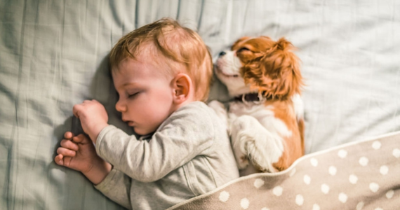 Se agranda la familia: ¿cómo preparar al perro para recibir un bebé?
