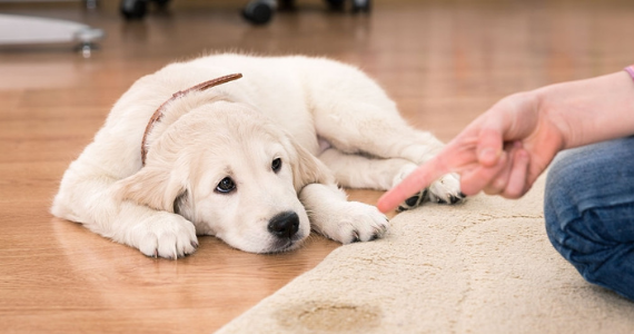 ¿Cómo enseñar a un cachorro a hacer sus necesidades en un lugar designado?