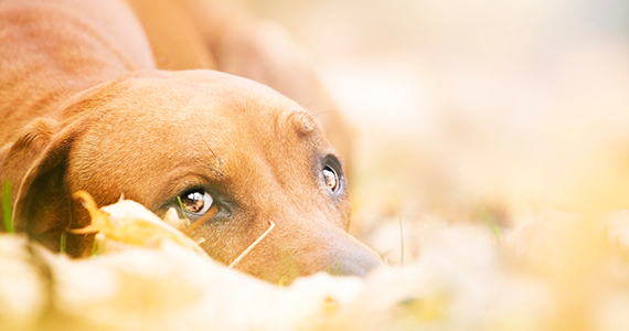 ¿Cómo reconocer si mi perro está triste?