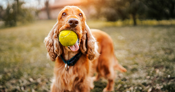 5 Curiosidades de los perros