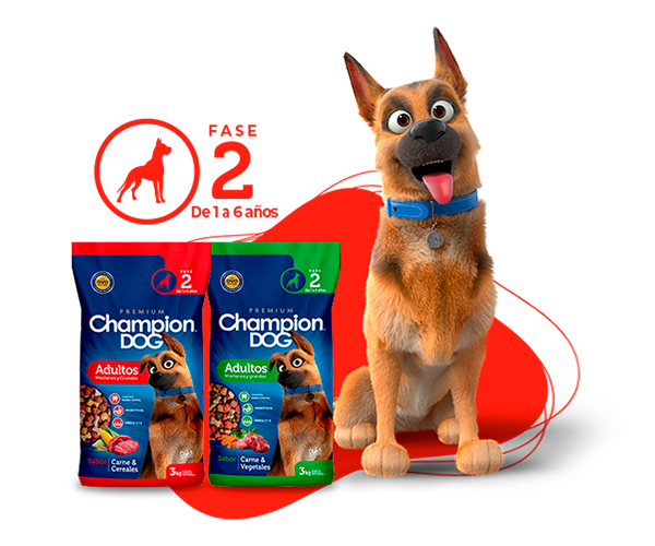 champion dog adulto