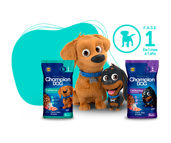 champion dog cachorro