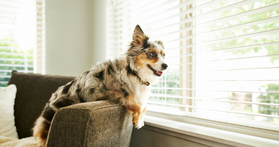 Tips para crear un ambiente adecuado cuando dejas a tu perro solo en casa