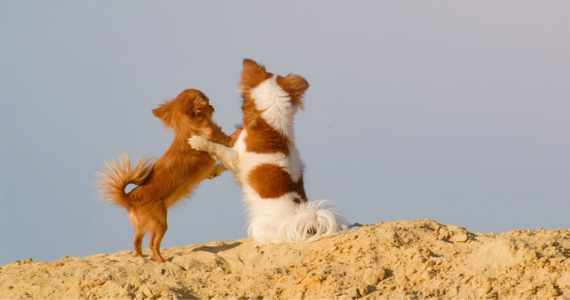 La cola del perro: movimientos, significados e importancia