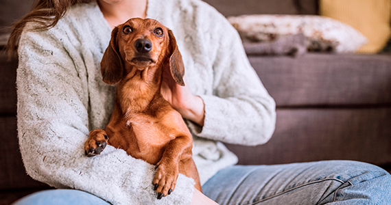 ¿Cómo socializar a mi cachorro en cuarentena?