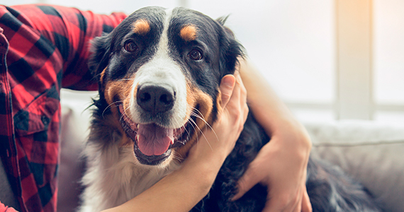 ¿Qué vacunas y desparasitaciones debe tener mi perro?