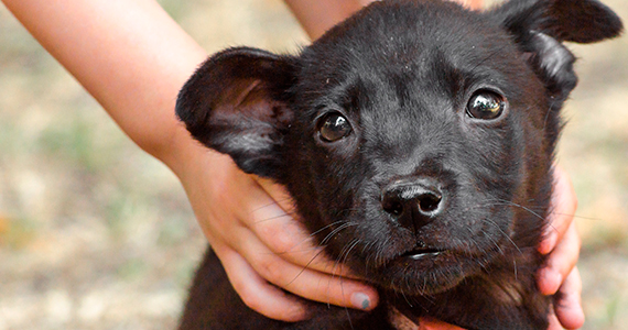 Si quieres conocer el significado de la palabra “felicidad”, adopta un  perro