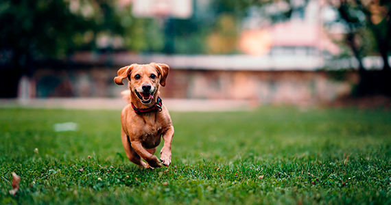 ¿Qué colores ven los perros?