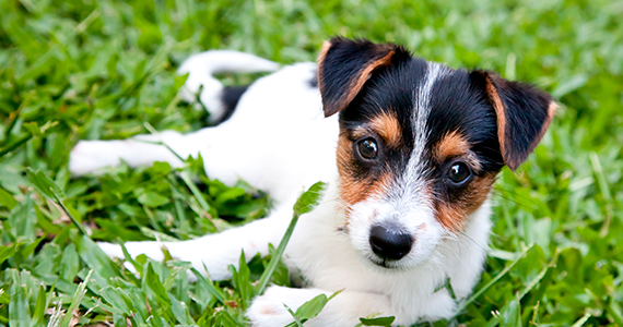 Raza popular: Terrier Chileno