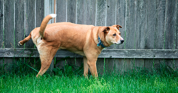 ¿Qué significan las marcas de orina de los perros?