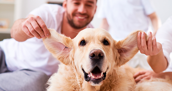 ¿Cómo detectar y tratar la otitis canina?