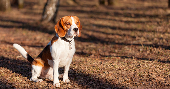 Qué debo hacer si me encuentro con un perro perdido en la calle