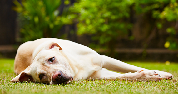 Ansiedad por separación en perros