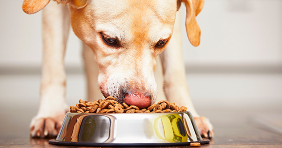 La importancia de cambiar el alimento de Cachorro a Adulto