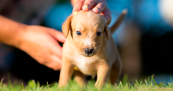 ¿Qué debes saber antes de adoptar a un perro?