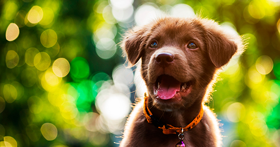 ¿Cuál es el nombre ideal para un perro?