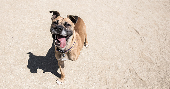 ¿Puede un perrito vivir con 2 o 3 patitas?