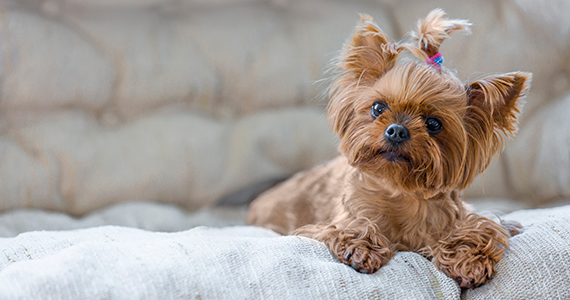 Raza popular: Yorkshire Terrier