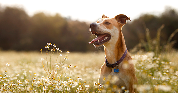 ¿Cuántas razas de perros existen?