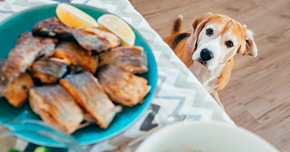 Alimentos dañinos para perros en celebraciones