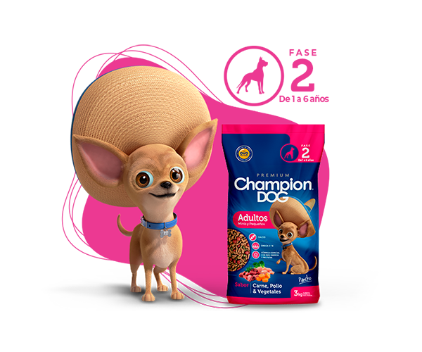 champion dog raza pequeña