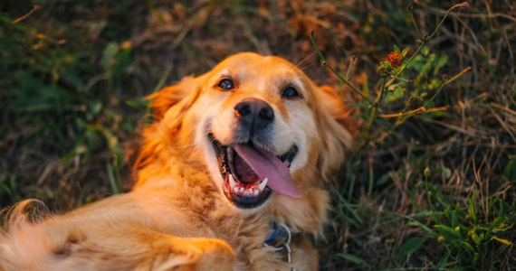 Cuidados para perros en fiestas y celebraciones