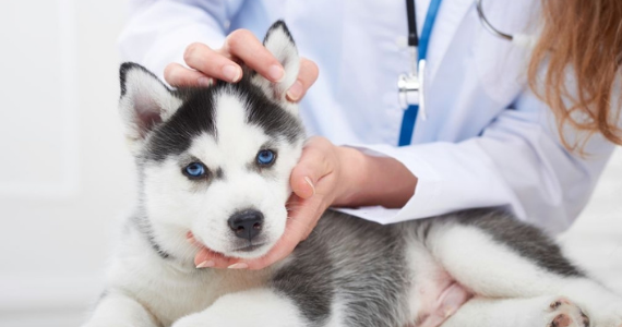 Hernia Umbilical en cachorros: síntomas y tratamiento