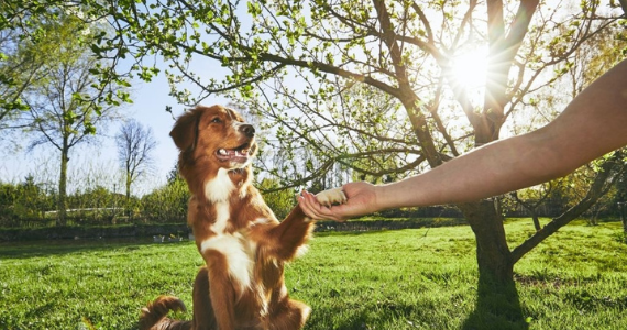 La importancia del entrenamiento con refuerzo positivo en los perros