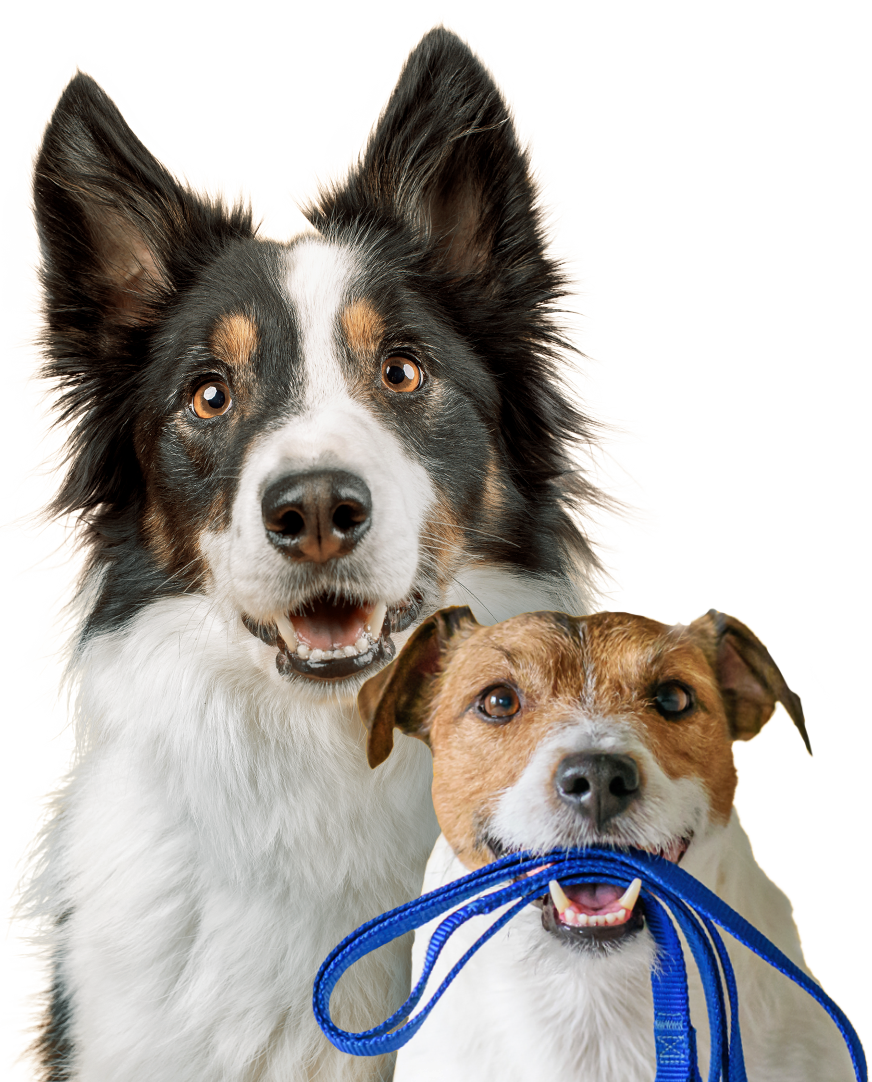Club perruno