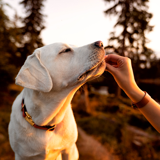 Premios para perros: ¿Son necesarios al entrenarlos?