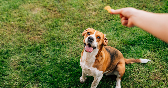 Premios para perros: ¿Son necesarios al entrenarlos?