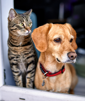 ¿Cómo lograr tener perros y gatos juntos en la misma casa?
